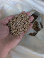 Load image into Gallery viewer, Red Wheat
